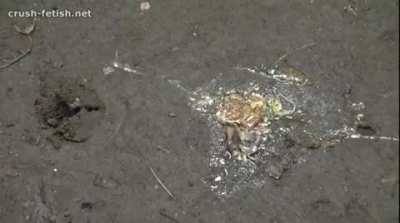 Snail walkover