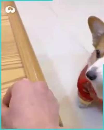 dog angry😍😍