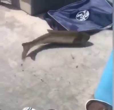 Fishing without trying to