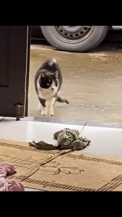 This cat deserves an Oscar