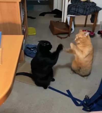 Let&rsquo;s pattycake and fight respectfully