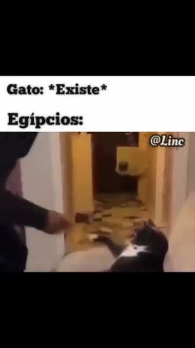 Titulo esta admirando o gato