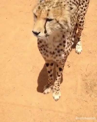 Have you ever heard of a cheetah voice before? This is Dexter, displaying several vocalizations! Cheetahs are the only big cats that purr. In addition to purring, cheetahs meow, bark, hiss and chirp, but can&rsquo;t roar.