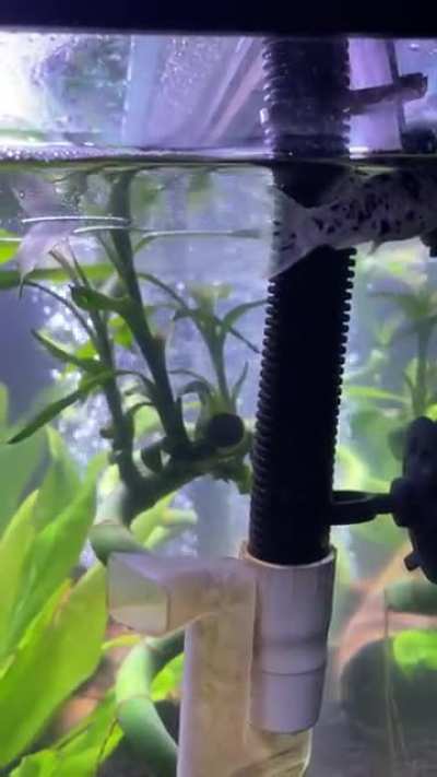 My fish had a baby