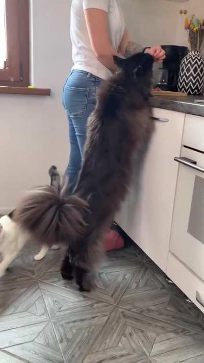 Size of a maine coon cat next to a typical cat