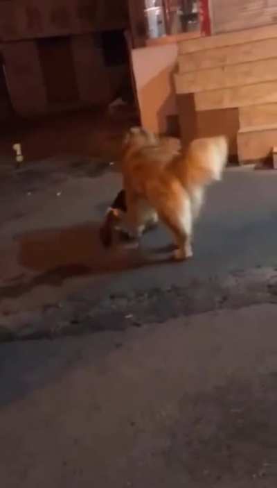 Hitcat called back by boss