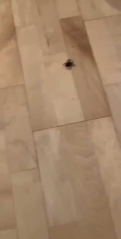 Big spider