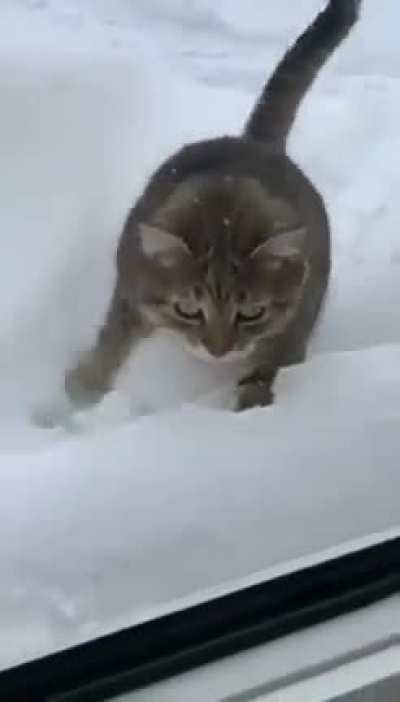 My snow cat people need me