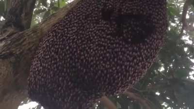 Bees creating a defense wave called &ldquo;shimmering &ldquo; to ward off wasps