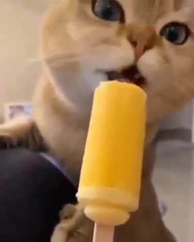 Cats First Brain freeze