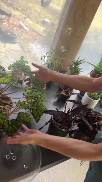 Showing off all of my favorite plants in my standard houseplant keeping attire