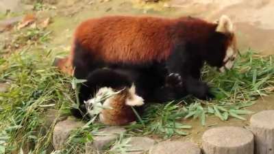 "How did we get into this position?" "I dunno, it's too late to fix it. Keep eating."