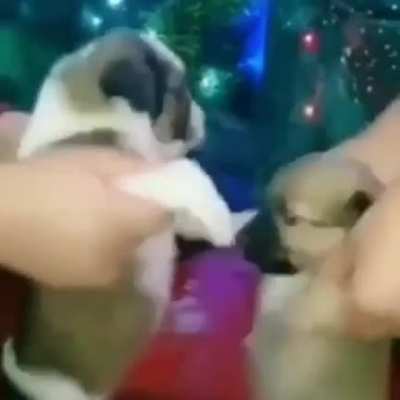 Dogos bilando