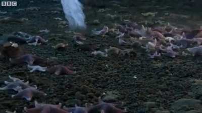 Brinicle under the Antarctic ice sheet freezing everything in its path