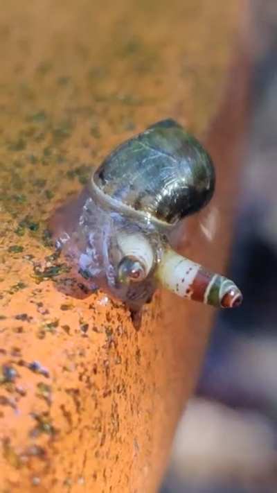 A snail with the parasite Leucochloridium in its eye sockets. It basically &ldquo;mind controls&rdquo; the snail. Bulging eyes are to attract birds.