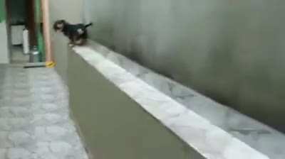 Derpy doggo couldn&rsquo;t turn around