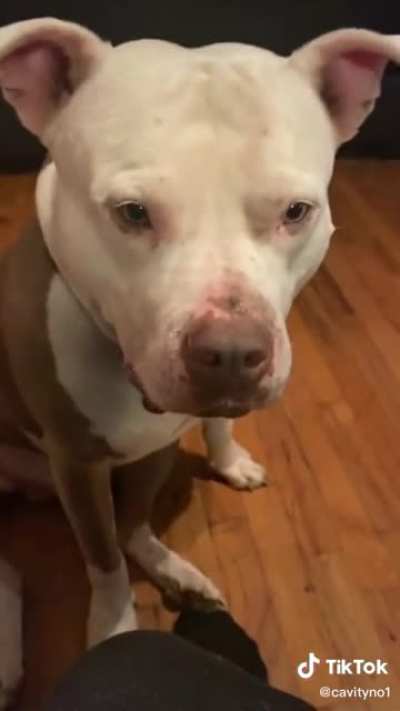 "Dogs aren't supposed to eat jellybeans"