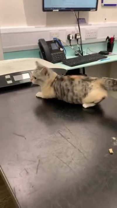 Cat mad at the vat