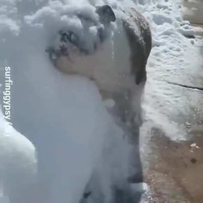 Woof irl