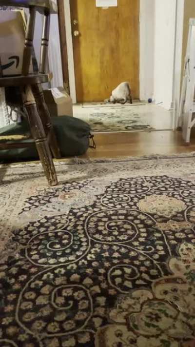 I&rsquo;ve always wanted a kitten that would play fetch. Meet Clem!