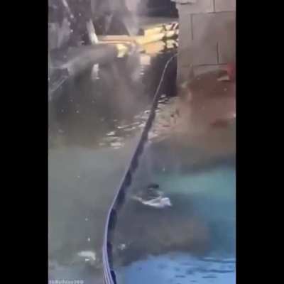Poor bird