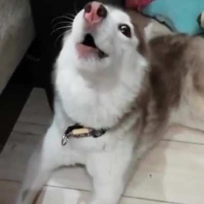 Nothing to see hear just a howling Huskie? From r/unexpected I just cut it.