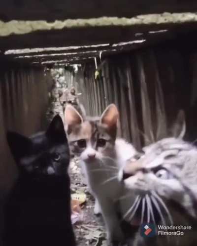 Underground gang