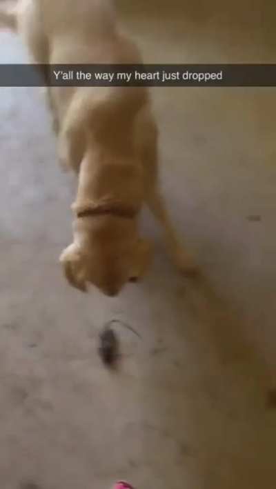 What da dog doin