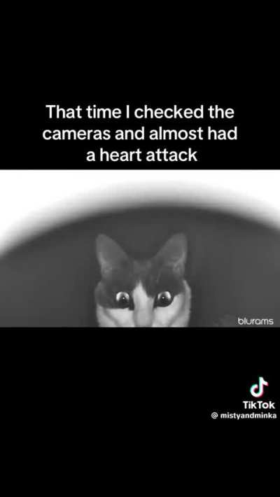J&aacute; sonhou com esse gato.