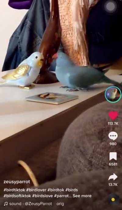 Dancing Ringneck