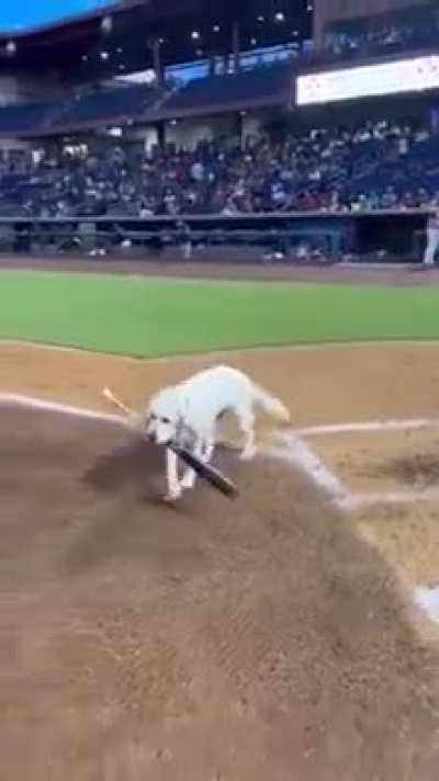 13-year-old bat dog retrieves her final bat before retirement ❤️