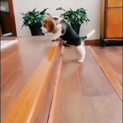 And the winner is...this little guy...