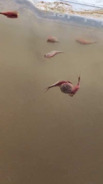 Teiops eating