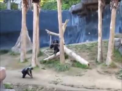 MONKY 1V1