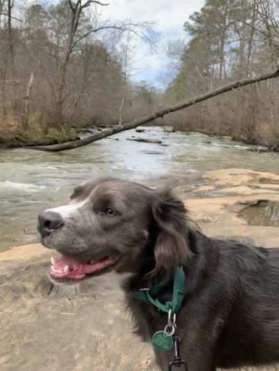 Not exactly a meme, but here is my dog Bumi, King of Omashu, enjoying a serene walk in his own Shire!