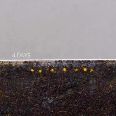 Seeds germinating time lapse.