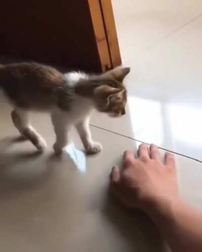 "Oh, my favorite hooman"