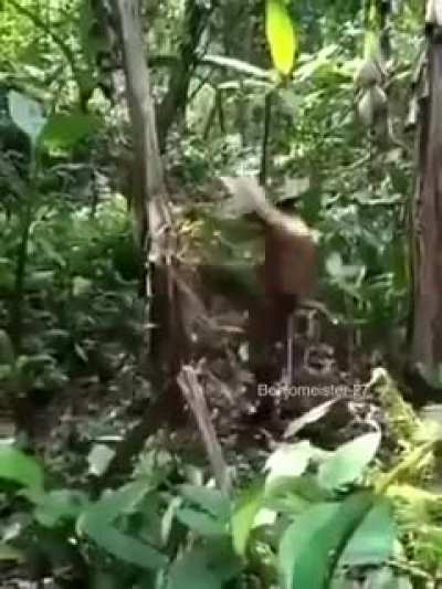 The man do be building a tree