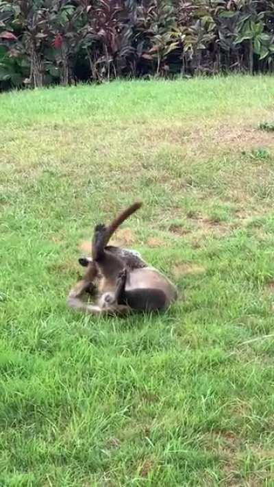 Endangered species known as coati&hellip;