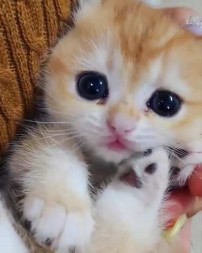 Pretty little kitty