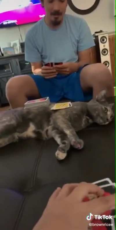 Uno Cat