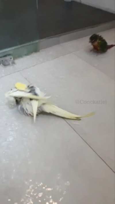 Love it when my Tiel chooses to shower!