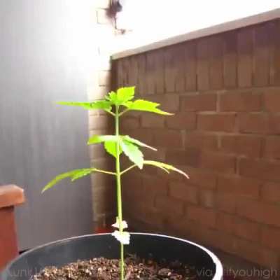 Simp&aacute;tico time-lapse