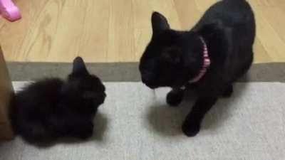 Touchy kitten
