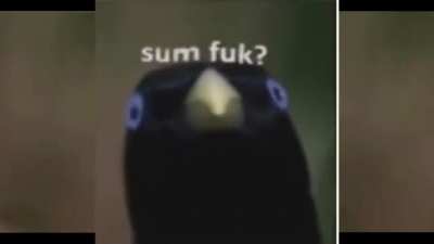 Lemme smash, but Ron wants to sing not to smash