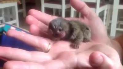 The cutest monkey ever!!!