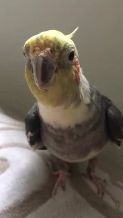 Lost my best mate today 💔 He was with us for 22 years. He was showing signs of illness recently so our vet put him on medication but unfortunately it was his time to go 😓 This video makes me happy so thought I’d share. Rest easy little Skrazzy xx