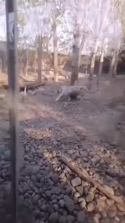 Goose vs 2 Tiger... they never stood a chance