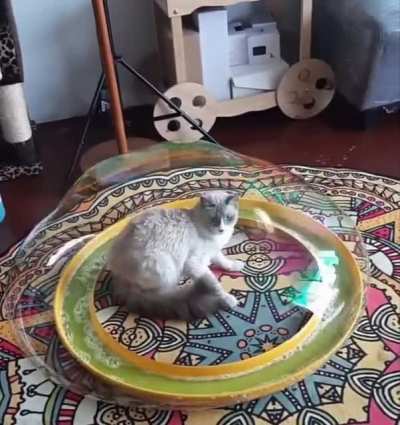 Cat inside a bubble. That is all