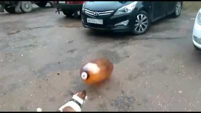 esse cachorro t&aacute; bem, s&eacute;rio